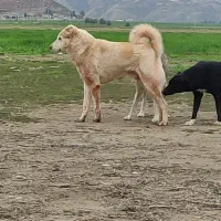 واگذاری حیوانات عهده میگیرم