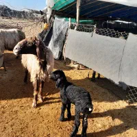 میش و بره درجه یک