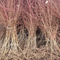 نهال بادام مثمر|خدمات باغبانی و درختکاری|سبزوار, صالح آباد|دیوار