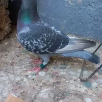 ماده عراق|پرنده|خرمشهر, |دیوار