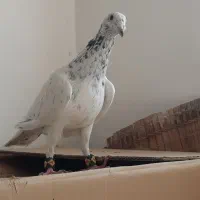 کفتر فروشی|پرنده|دماوند, گیلاوند|دیوار