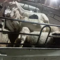 گوسفند|حیوانات مزرعه|بم, |دیوار