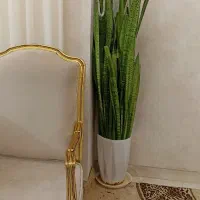 گل سانسوریای بزرگ باگلدون سرامیکی فقط 1750