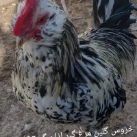 مرغ و خروس محلی