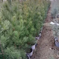 انواع سرو وکاج گل رز و...نقدی وچکی