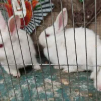 خرگوش سفید چشم شرابی ومشکی