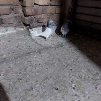 یک جفت کله خوشگل|پرنده|تربت جام, والفجر|دیوار