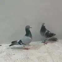 چهار عدد پلاکی