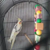 عروس هلندی دوکت و مولد و معاوضه