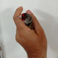 سهره دورگ‌زاغ