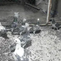 ۷تامسافتی پرشی بزک سبز|پرنده|سیمکان, |دیوار