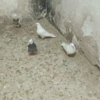 جوجه طوقی|پرنده|اصفهان, اندوان|دیوار