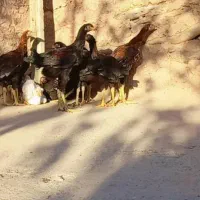 مرغ وخروس|حیوانات مزرعه|لوشان, |دیوار