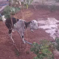 بزغاله پاکستانی