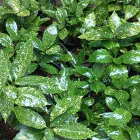 شمشادطلای وپرتقالی۳ ساله گل آکوبا و یوکا