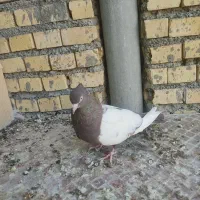 ماده سینه ای و کله ای|پرنده|بهبهان, |دیوار