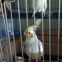 سه تا عروس و دوتا جوجه|پرنده|ری, هاشم‌آباد|دیوار