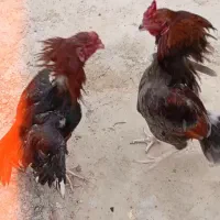 خروس لاری اصیل لاری در الوار