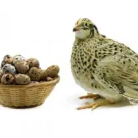 فروش تخم بلدرچین ارگانیک تازه|خوردنی و آشامیدنی|جیرفت, |دیوار