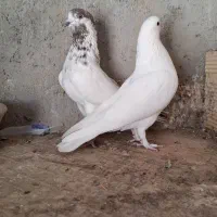 کبوتر پرشی|پرنده|شهریار, فرارت|دیوار