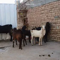 نربز پاکستانی