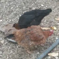 ماکیان تخمگذار