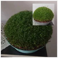 سبزه آماده|گل و گیاه طبیعی|کوهدشت, |دیوار