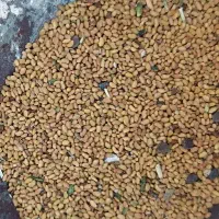 بذر یونجه(تخم یونجه)