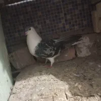 کبوتر سنگی|پرنده|سراوان, |دیوار