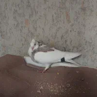 کبوتر معاوضه