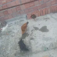 چهار عدد جوجه مرغ