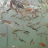 گوپی و دم شمشیری|ماهی|اهواز, لشکرآباد|دیوار