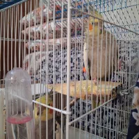 عروس هلندی مولد