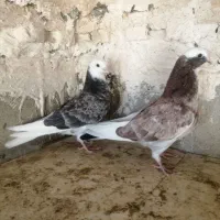 کبوتر پرشی سالار