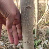 نهال صنوبر و کبوده|خدمات باغبانی و درختکاری|باروق, |دیوار