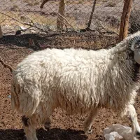 بره نر