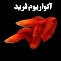 ماهی و آکواریوم رسید