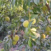 باغ ۱۰۰۰ متری فاروق دیوارکشی شده|فروش خانه و ویلا|سیدان, |دیوار