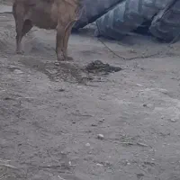 ماده سرابی|سگ|اردبیل, |دیوار