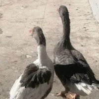 غاز|حیوانات مزرعه|باغ بهادران, |دیوار