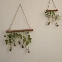 گل و گیاه|گل و گیاه طبیعی|قم, نوبهار|دیوار