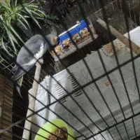 یک جفت عروس هلندی