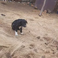 توله ۴ ماه سرابی بفروش میرسد