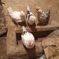 مرغ گلین ۵ عدد