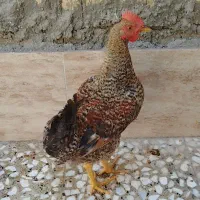 یک خروس دوتا مرغ