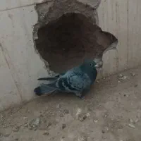 کفتر کبوتر|پرنده|تربت جام, معدآباد|دیوار