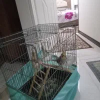 عروس هلندی