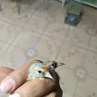 سهره کرمونی و سر سیاه|پرنده|شیراز, گل سرخ|دیوار