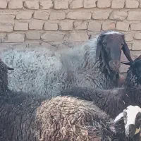 بره نر