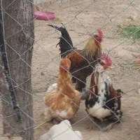 مرغ وخروس